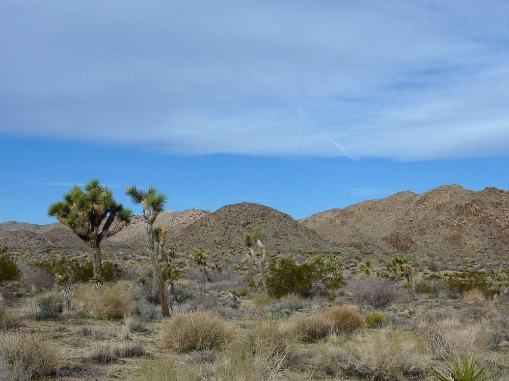 joshua tree national park (5).JPG